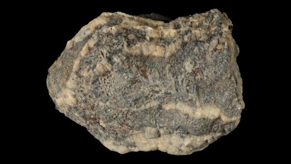 Fistulipora romingeri