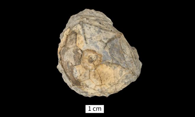 Gennaeocrinus eucharis (Hall, 1862) image