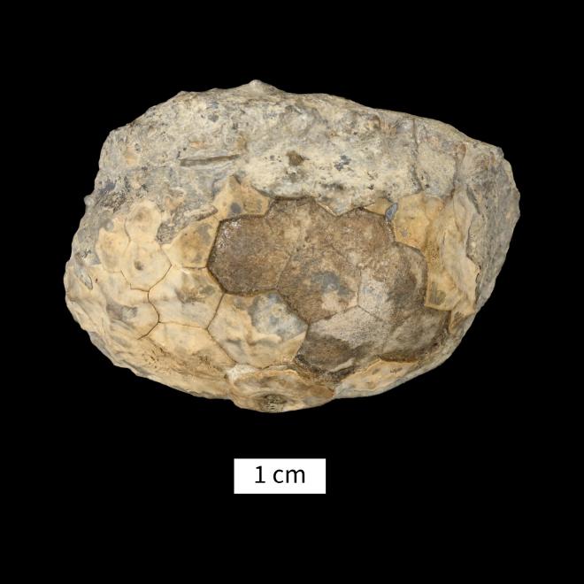 Gennaeocrinus eucharis (Hall, 1862) image