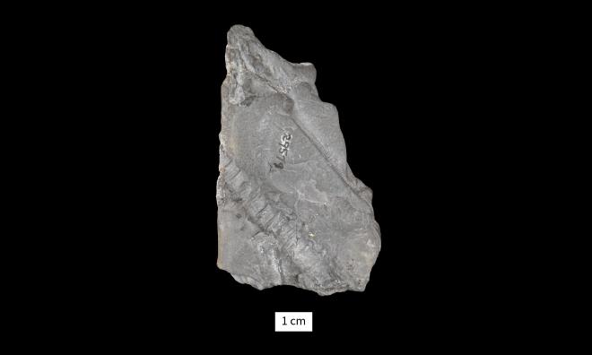 Gennaeocrinus nyssa (Hall, 1862) image