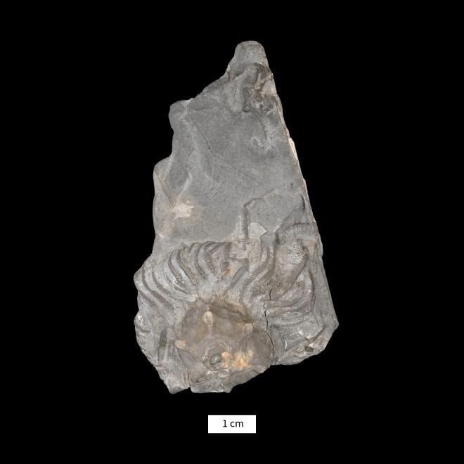 Gennaeocrinus nyssa (Hall, 1862) image