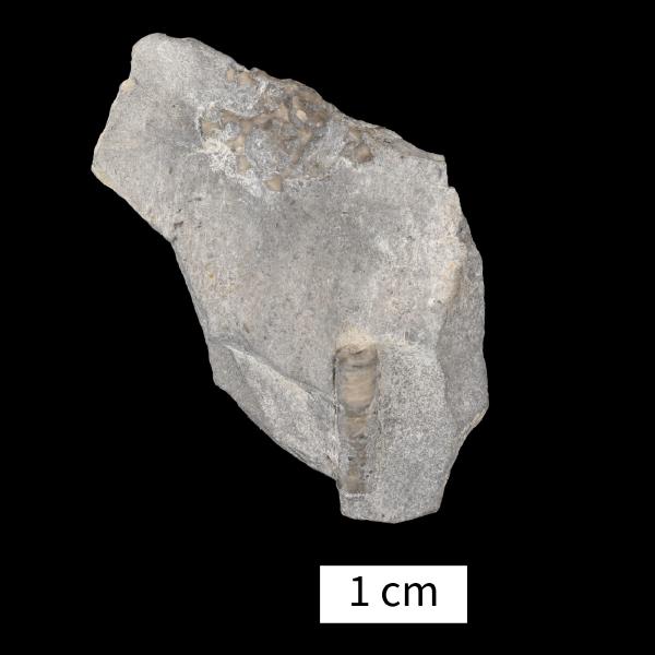 Gennaeocrinus peculiaris