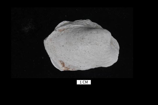 Grammysia arcuata (Conrad, 1841) image