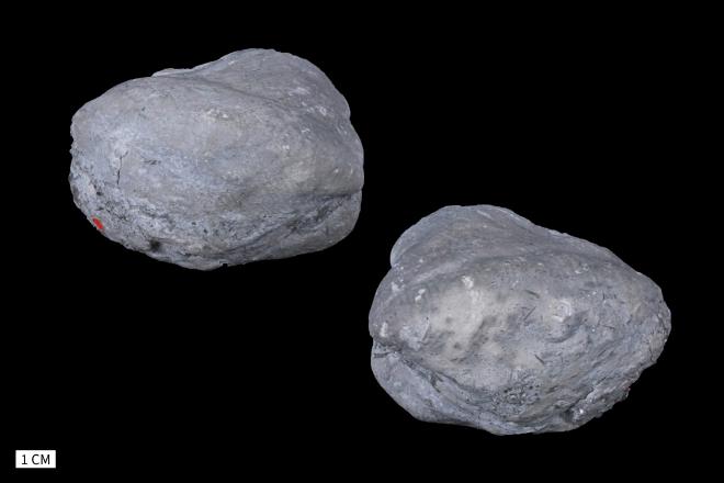 Grammysia bisculata Hall image