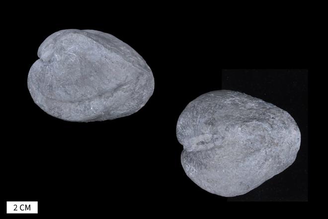 Grammysia bisculata Hall image