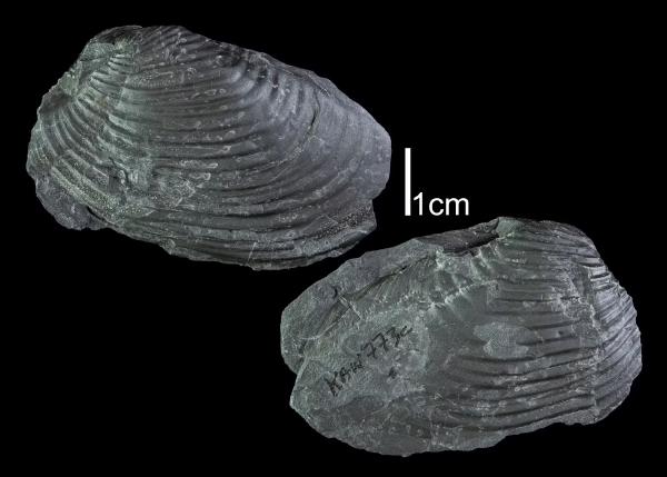 Grammysia bisulcata
