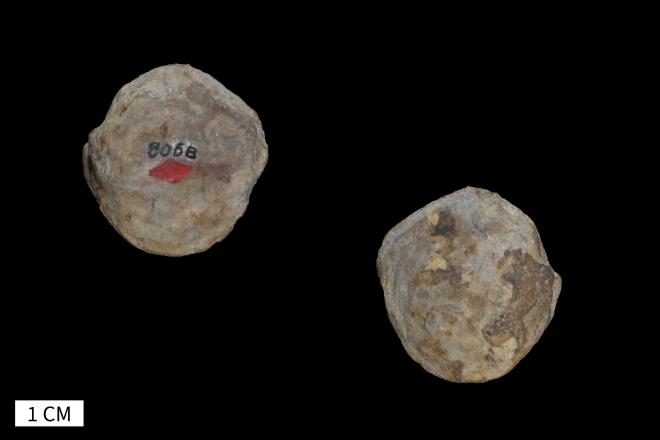 Grammysia dubia Fenton and Fenton, 1924 image