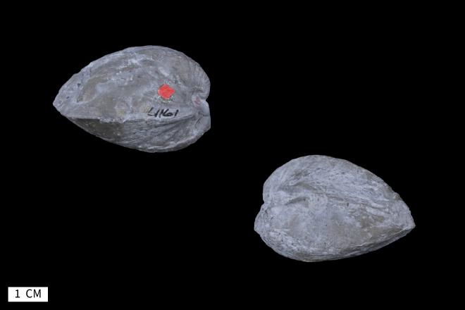 Grammysia sylvaniensis Kesling and Chilman, 1974 image