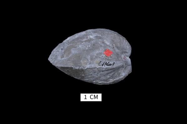 Grammysia sylvaniensis