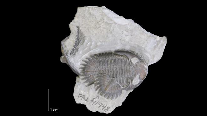 Photograph of fossil of Greenops barberi (PRI 41948).