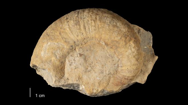 Photograph of fossil of Gyronaedyceras eryx (MPM P4686)