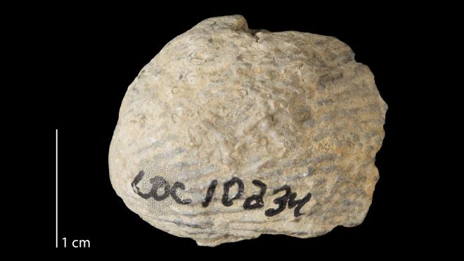 Photograph of fossil of Hederalla magna (MPM P16154)