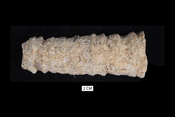 Heliophyllum annulatum