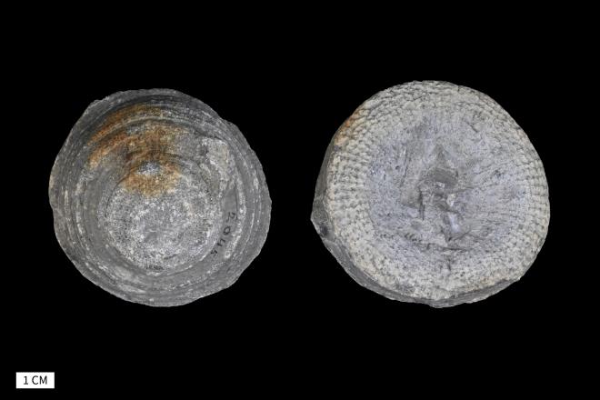 Heliophyllum arachne Hall, 1876 image