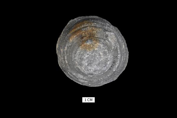 Heliophyllum arachne