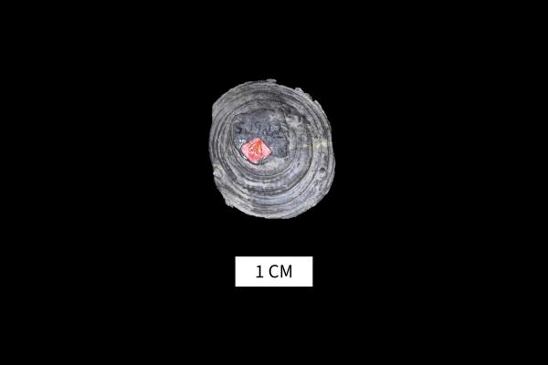 Heliophyllum bathycalyx