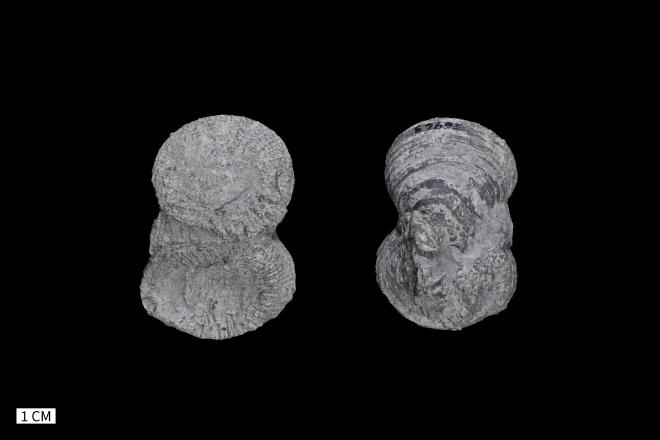 Heliophyllum confluens Hall, 1876 image