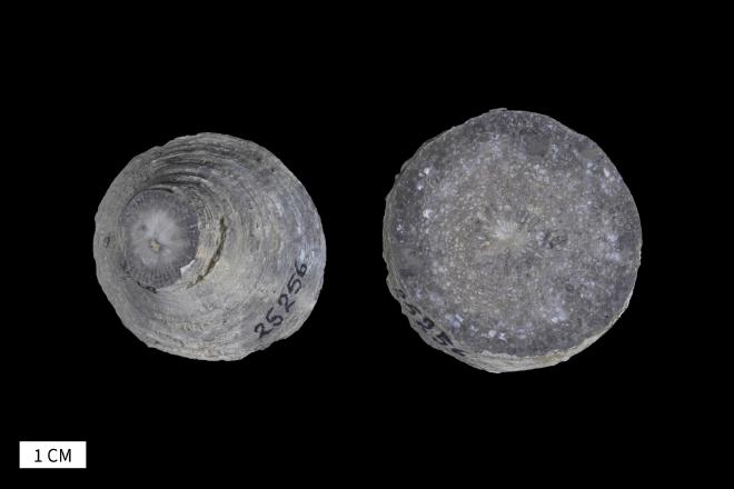 Heliophyllum decorosum Fenton and Fenton, 1938 image