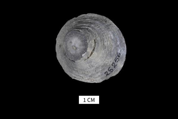 Heliophyllum decorosum