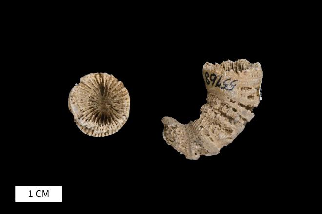 Heliophyllum ethelanum Davis, 1885 image