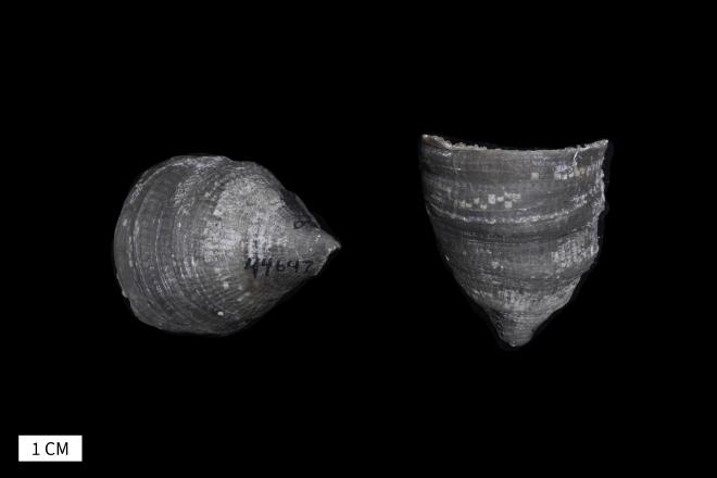 Heliophyllum ferronense Stumm and Tyler, 1962 image