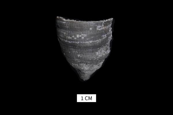 Heliophyllum ferronense