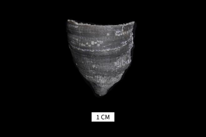 Heliophyllum ferronense Stumm and Tyler, 1962 image