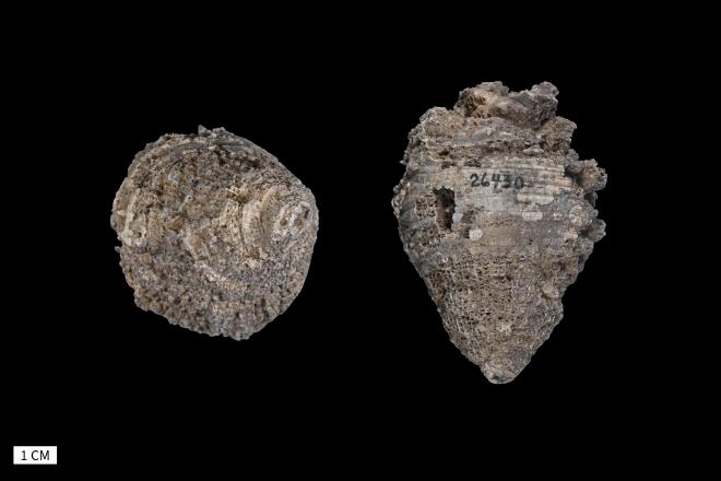 Heliophyllum gurleyi Greene, 1899 image