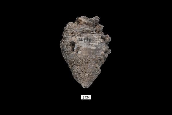 Heliophyllum gurleyi