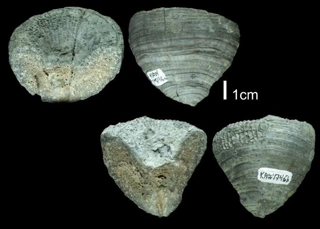 Heliophyllum halli PRI109577