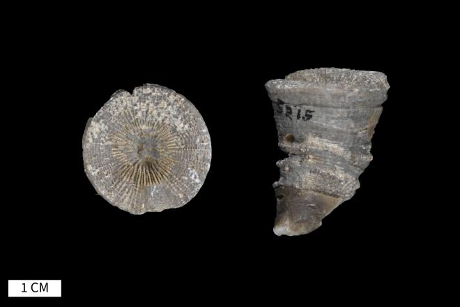 Heliophyllum halli Edwards and Haime, 1855 image