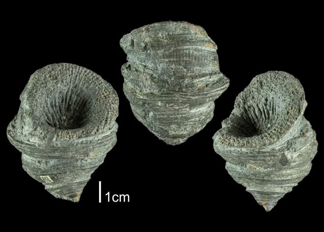 Heliophyllum halli PRI109603