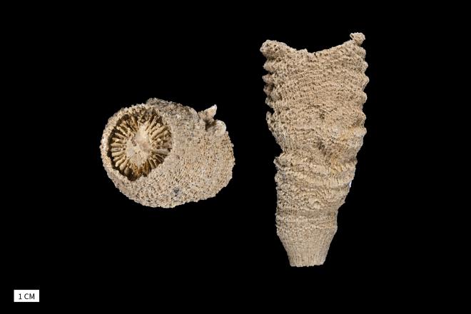 Heliophyllum incrassatum Hall, 1882 image