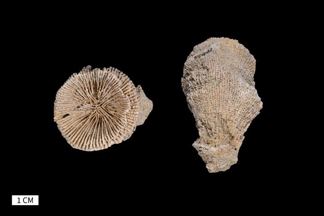 Heliophyllum infundibulum Wells, 1937 image