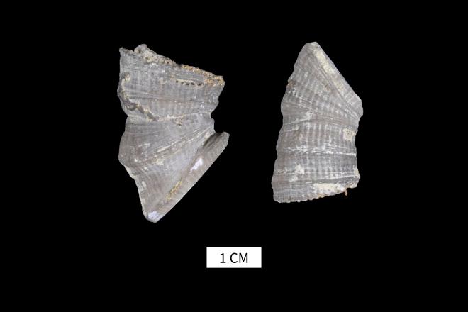 Heliophyllum juvene Rominger, 1876 image