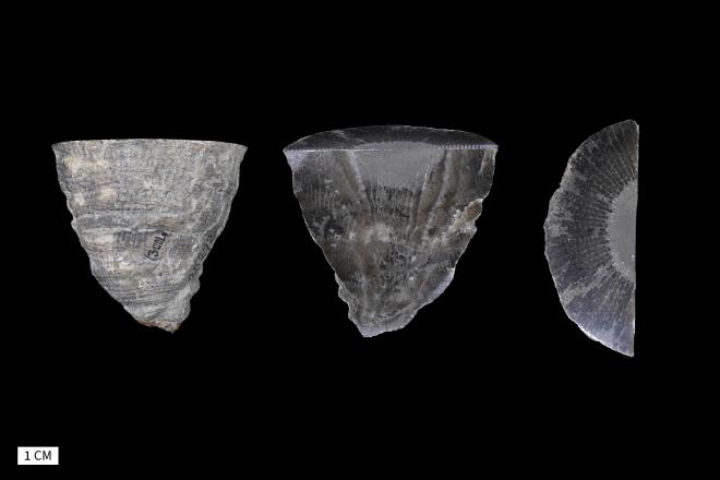 Heliophyllum obconicum Hall, 1876 image