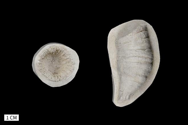 Heliophyllum solidum (Hall and Whitfield,1873) image