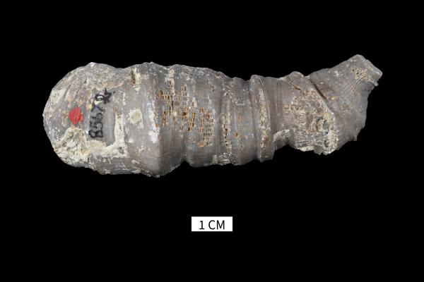 Heliophyllum tenuiseptatum