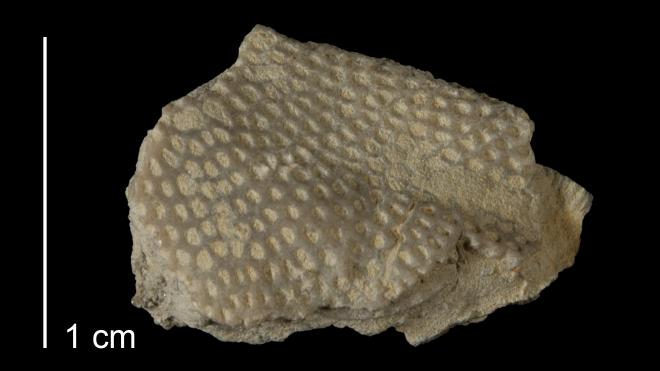 Photograph of fossil of Hemitrypa tenera (MPM P16154)