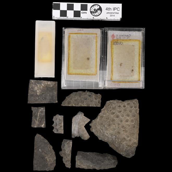 Hexagonaria anna Whitfield, 1882 image