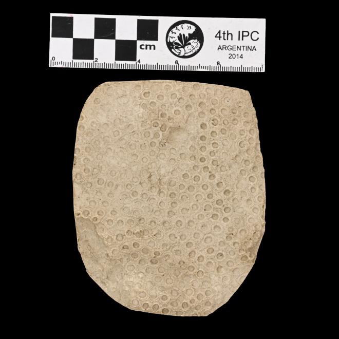 Hexagonaria anna Whitfield, 1882 image