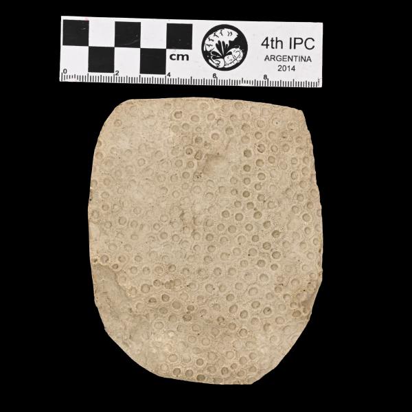 Hexagonaria anna