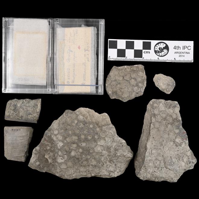 Hexagonaria attenuata Stumm, 1970 image