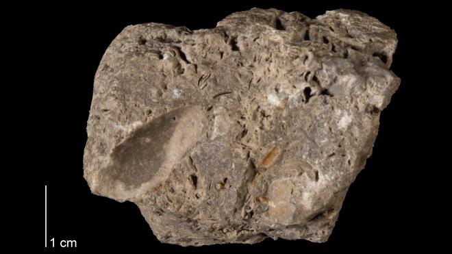 Photograph of fossil of Janeia vetusta (MPM P13625)