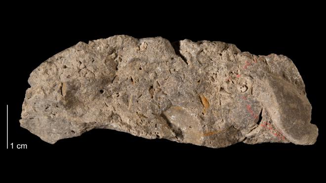 Photograph of fossil of Janeia vetusta (MPM P13626)