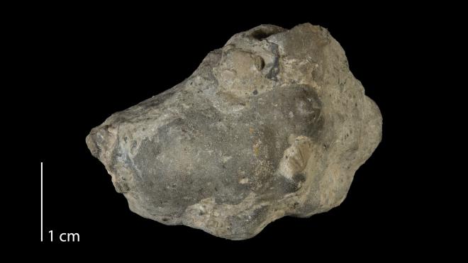 Photograph of fossil of Leioclema minutissimum (P6182)