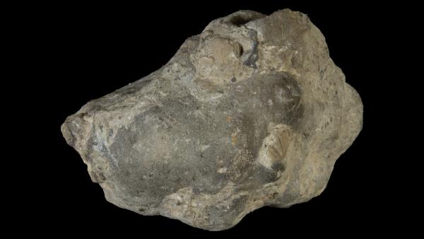 Leioclema minutissimum