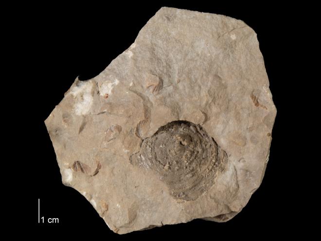 Photograph of fossil of Lichenelia concentrica (MPM P28180)