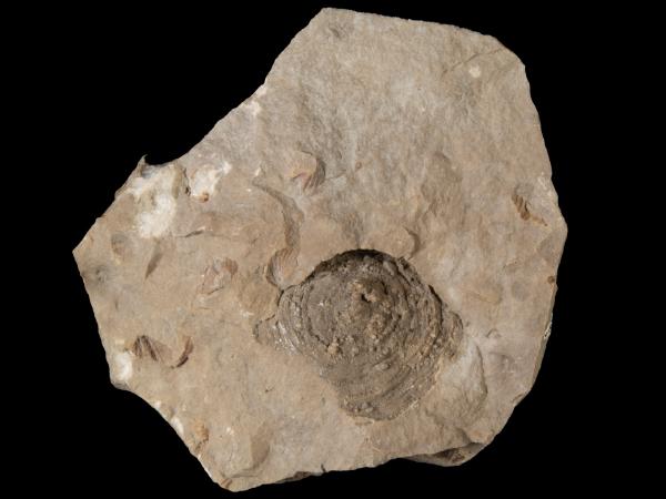 Lichenalia concentrica