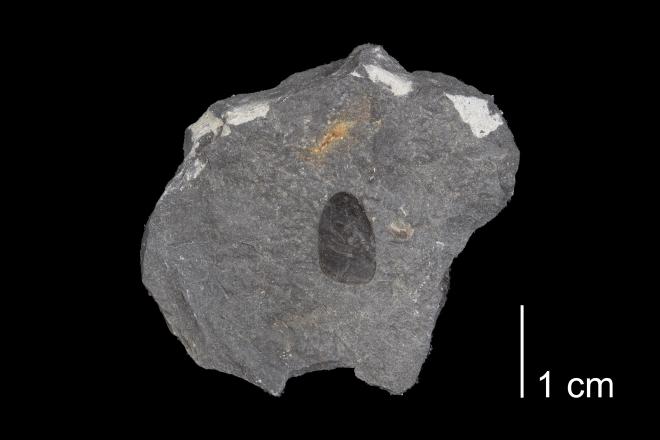 Photograph of fossil of Lingula delia (PRI 104007).